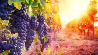 vineyard with ripe grapes in countryside at sunset