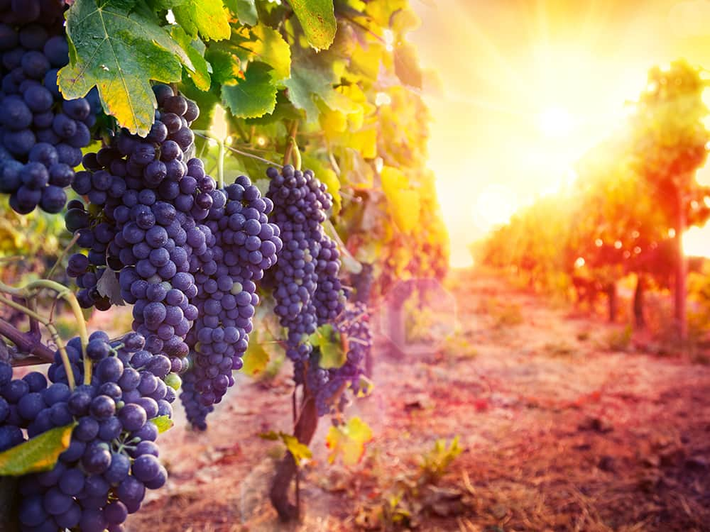 vineyard with ripe grapes in countryside at sunset