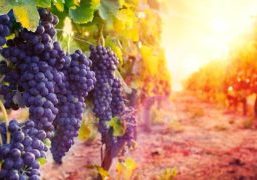 vineyard with ripe grapes in countryside at sunset